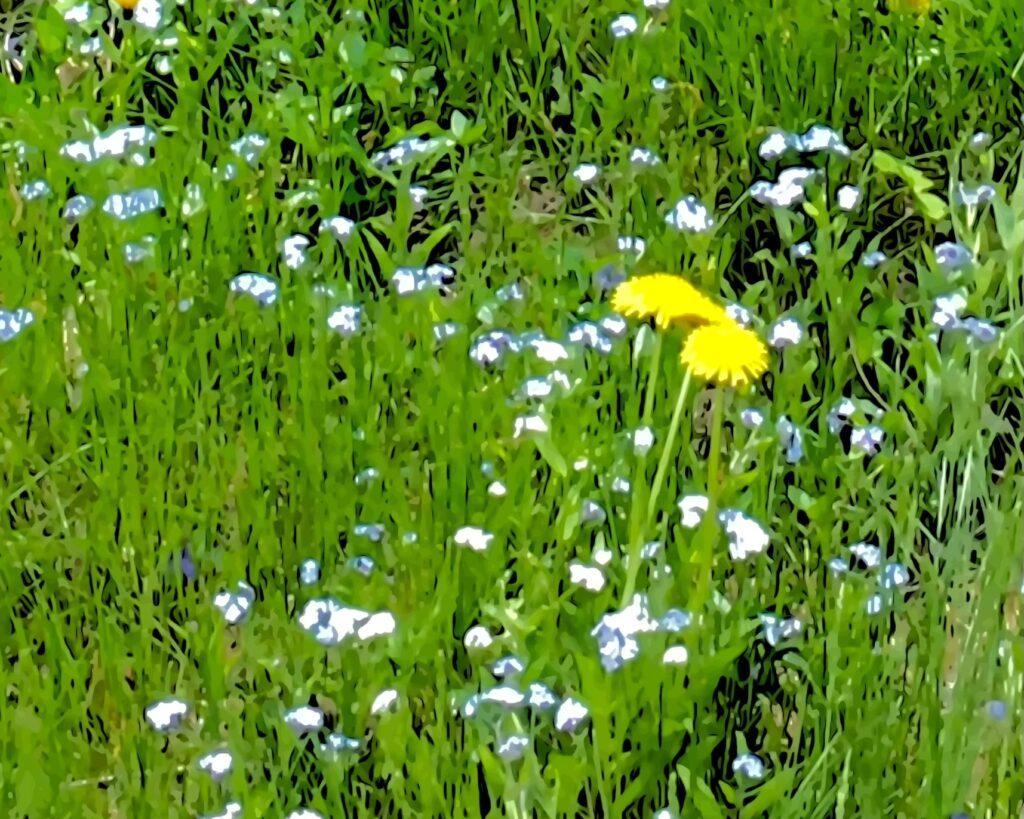 Dandelions in the Grass